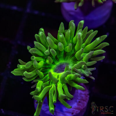 AUS Duncan Coral P10