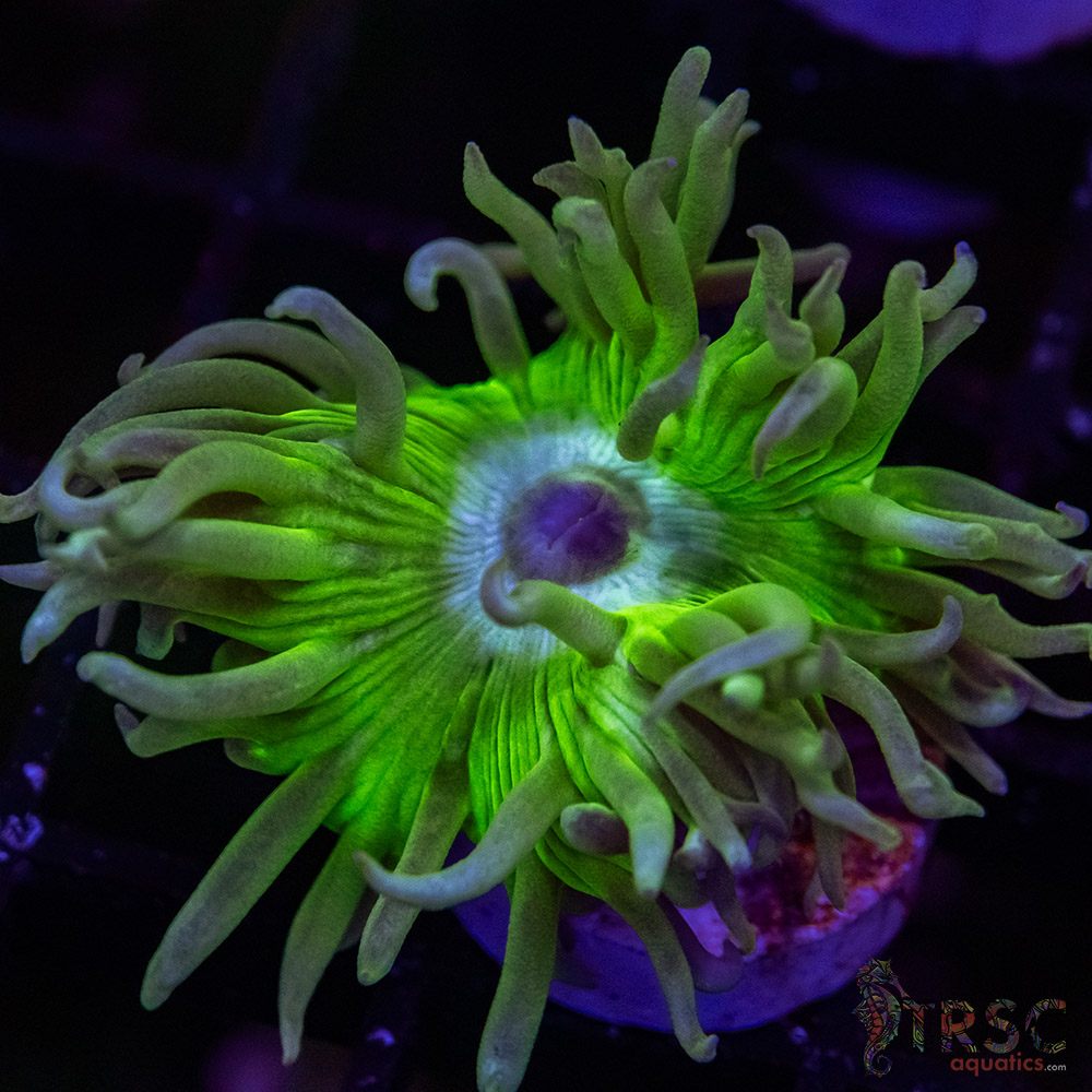 AUS Duncan Coral P11 3 AUS Duncan Coral P11