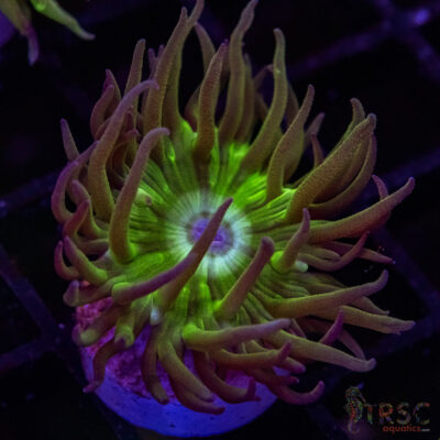 AUS Duncan Coral P12