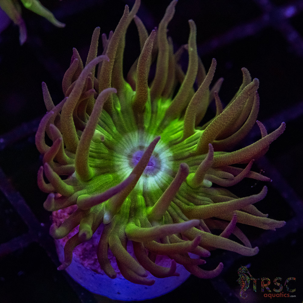 AUS Duncan Coral P12 2 AUS Duncan Coral P12