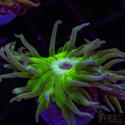 AUS Duncan Coral P13