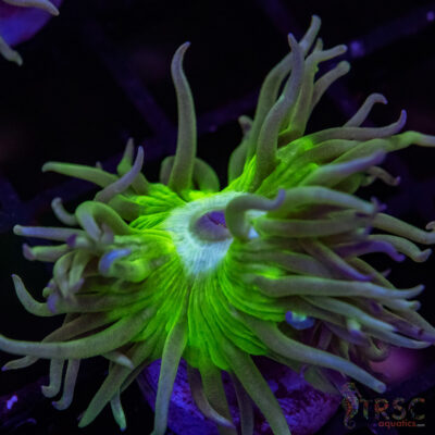 AUS Duncan Coral P14