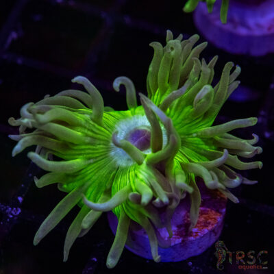 AUS Duncan Coral P15