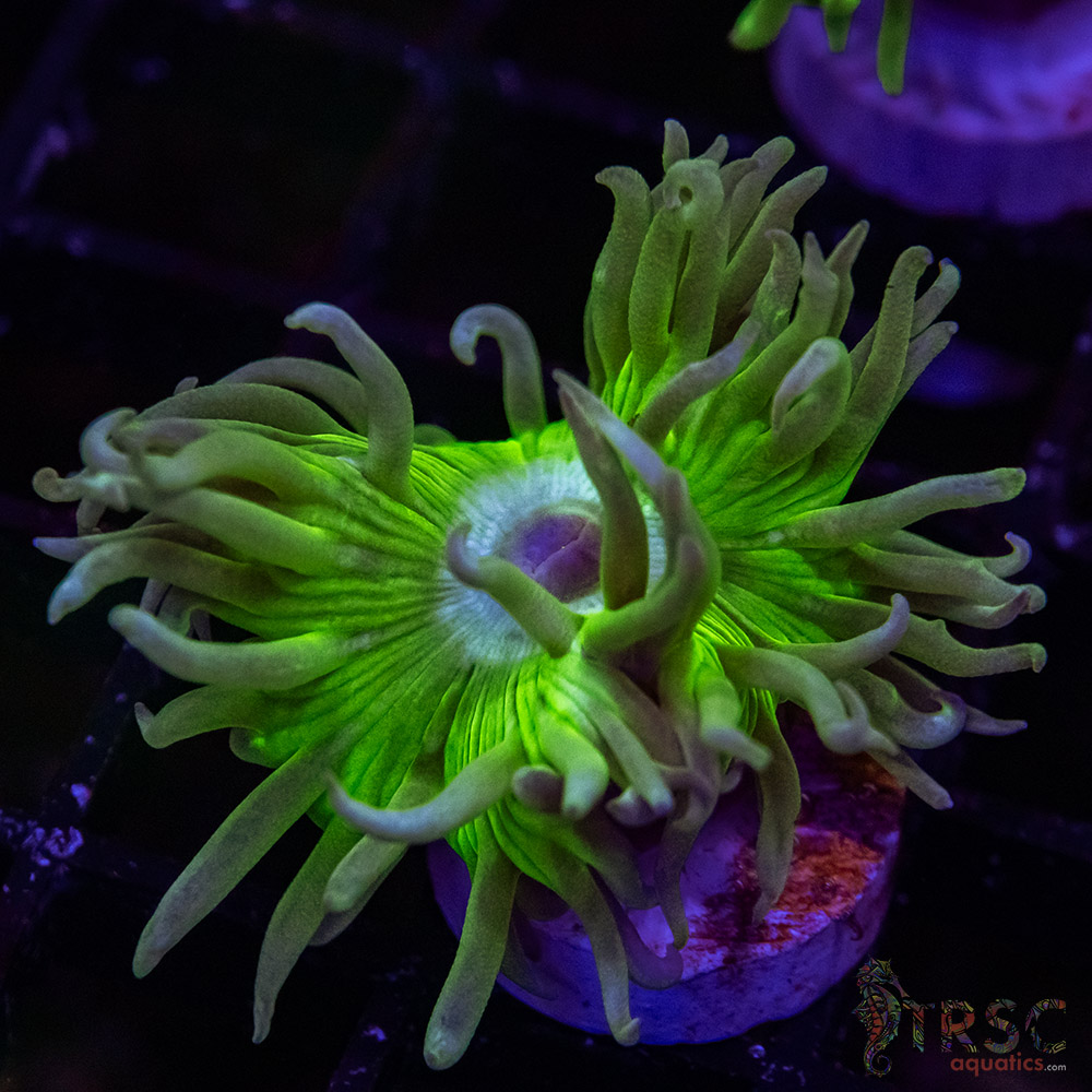 AUS Duncan Coral P15 3 AUS Duncan Coral P15