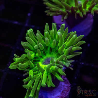 AUS Duncan Coral P16