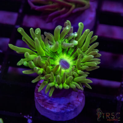 AUS Duncan Coral P17