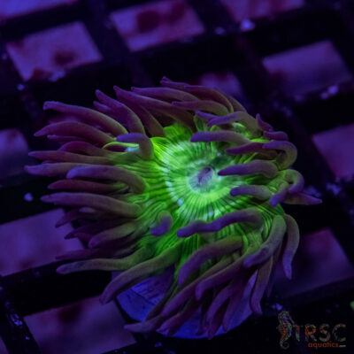 AUS Duncan Coral P18