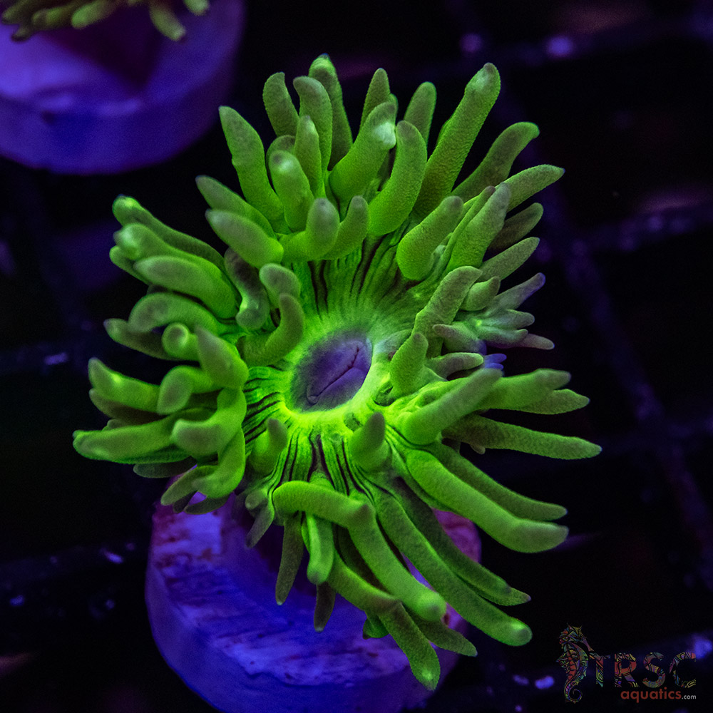 AUS Duncan Coral P19 - Image 1