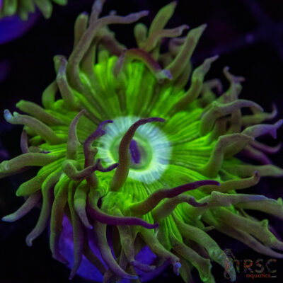 AUS Duncan Coral P20