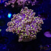 Orange Purple Yaeyaemensis Frogspawn A01