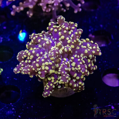 Orange Purple Yaeyaemensis Frogspawn A01