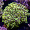 TR 040426 FROGSPAWN A02