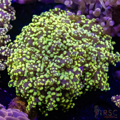 Yellow Green Yaeyaemensis Frogspawn (XXL) A02