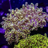 Yellow Yaeyaemensis Frogspawn A03