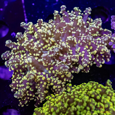 Yellow Yaeyaemensis Frogspawn A03