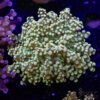 Green Soul Yaeyaemensis Frogspawn A04 2 TR 040426 FROGSPAWN A04