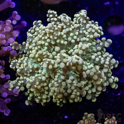 Green Soul Yaeyaemensis Frogspawn A04