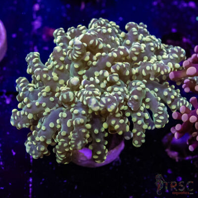 Green Soul Yaeyaemensis Frogspawn A05