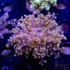 Pink Frogspawn/Octospawn B01