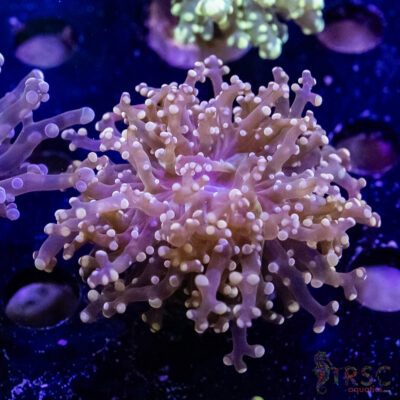 Pink Frogspawn/Octospawn B01