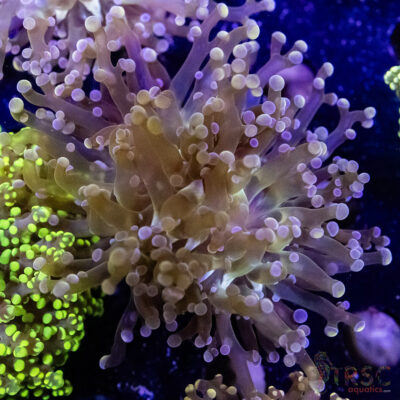 Pink Frogspawn/Octospawn B02