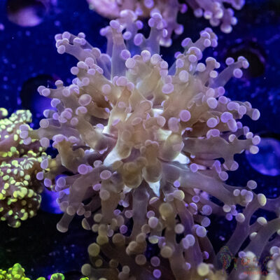 Pink Frogspawn/Octospawn B03