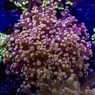 Pink Frogspawn/Octospawn B05