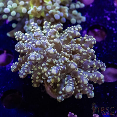 Green Yaeyaemensis Frogspawn C01
