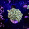 Green Yaeyaemensis Frogspawn C02