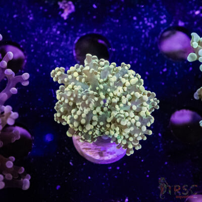Green Yaeyaemensis Frogspawn C02
