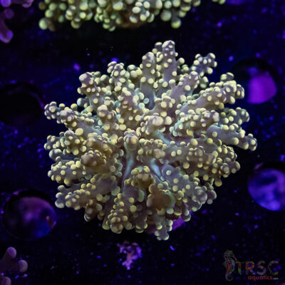 Green Yaeyaemensis Frogspawn C03