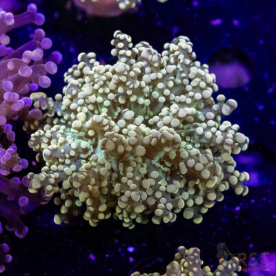 Green Yaeyaemensis Frogspawn C04