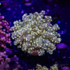 Green Yaeyaemensis Frogspawn C05