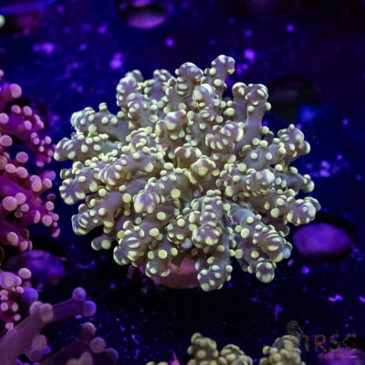 Green Yaeyaemensis Frogspawn C05