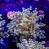 Yellow Heart Frogspawn D01