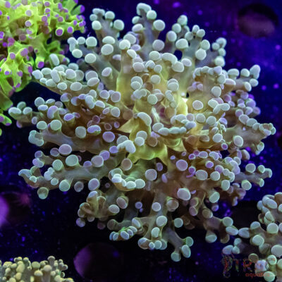 Yellow Heart Frogspawn D02