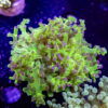 Neon Green Frogspawn D03