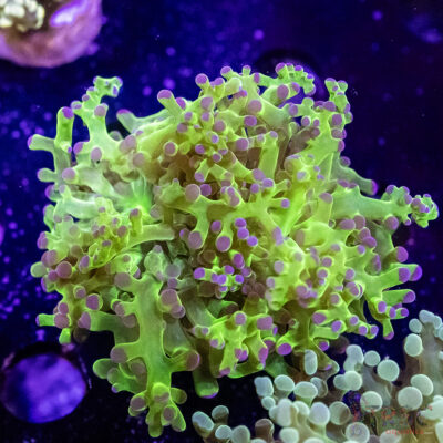 Neon Green Frogspawn D03