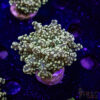 Green Yaeyaemensis Frogspawn D04 1 TR 040426 FROGSPAWN D04