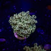 Green Yaeyaemensis Frogspawn D05