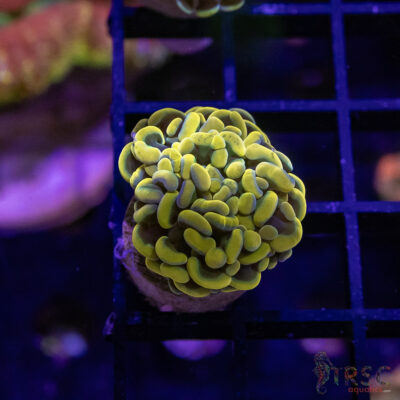 TR Gold Rush Paarancora Hammer A01