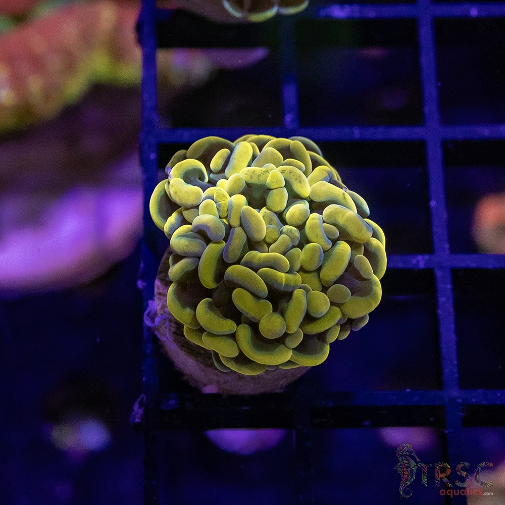 TR Gold Rush Paarancora Hammer A01 3 TR Gold Rush Paarancora Hammer A01