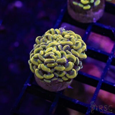 TR Gold Rush Paarancora Hammer A03