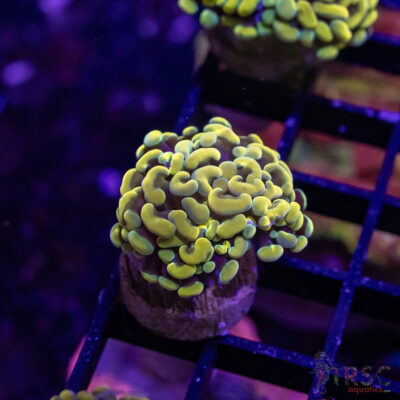 TR Gold Rush Paarancora Hammer A04