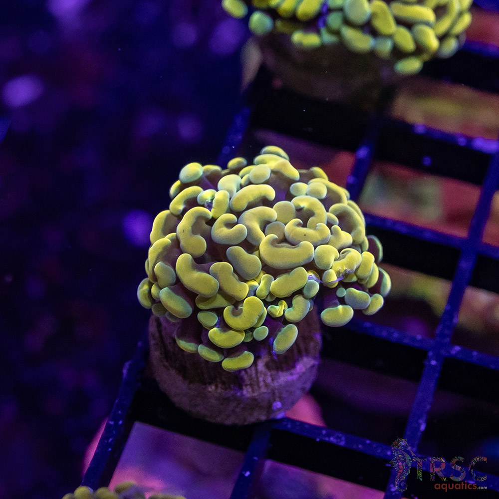 TR Gold Rush Paarancora Hammer A04 3 TR Gold Rush Paarancora Hammer A04