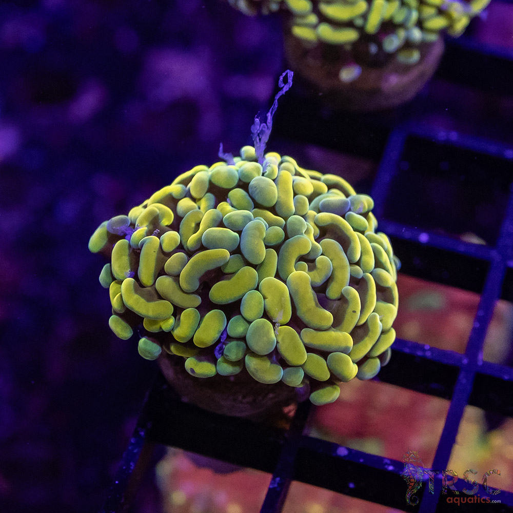 TR Gold Rush Paarancora Hammer A05 3 TR Gold Rush Paarancora Hammer A05