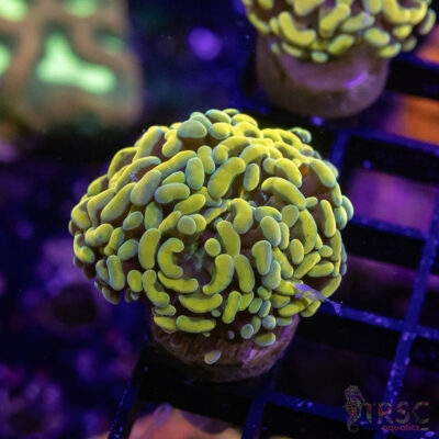 TR Gold Rush Paarancora Hammer A06