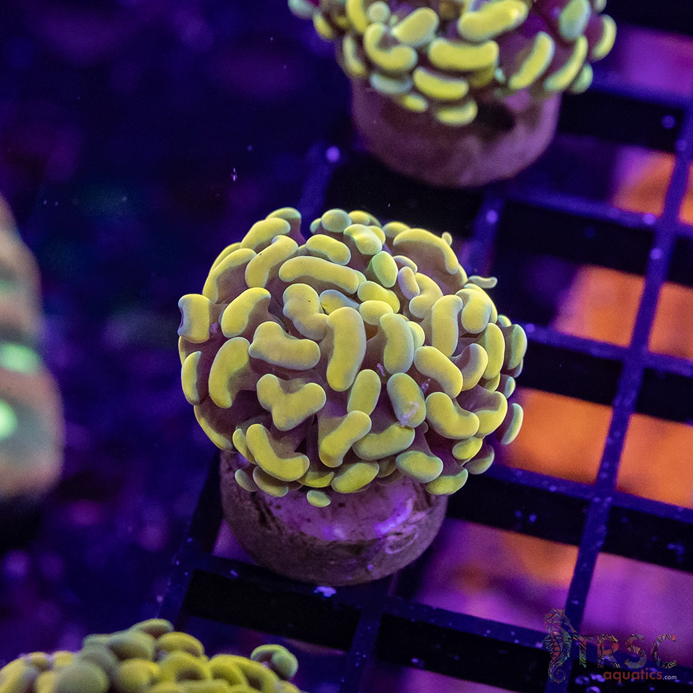 TR Gold Rush Paarancora Hammer A07 3 TR Gold Rush Paarancora Hammer A07