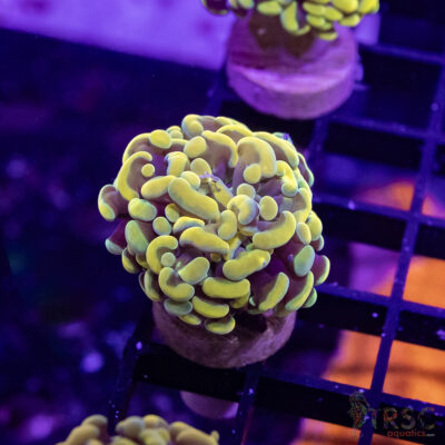 TR Gold Rush Paarancora Hammer A08