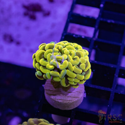 TR Gold Rush Paarancora Hammer A09